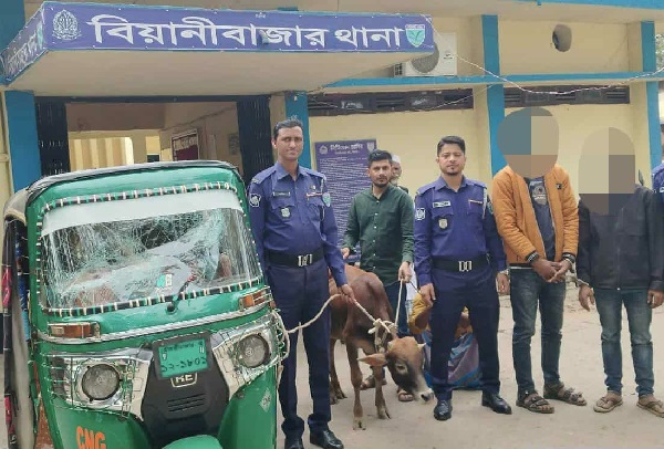 বিয়ানীবাজারে চোরাই গরুসহ সিএনজি জব্দ, গ্রেপ্তার ২