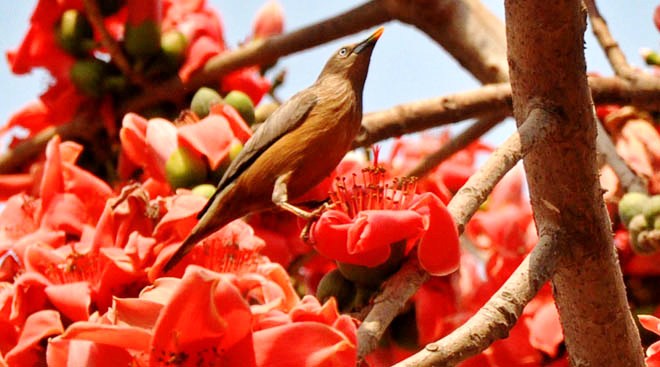 আজ ঋতুরাজ বসন্তের প্রথম দিন