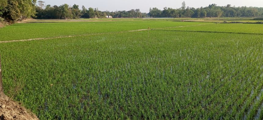 কমলগঞ্জে বোরো আবাদের ধূম, সেচ সুবিধার দাবি কৃষকদের