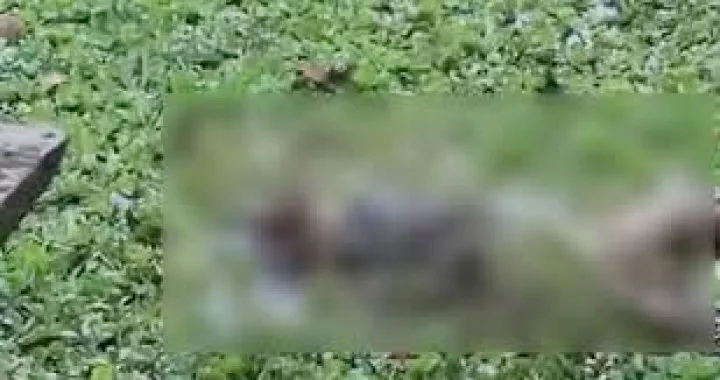 কোম্পানীগঞ্জে পুকুর থেকে অজ্ঞাত ব্যক্তির অর্ধগলিত মরদেহ উদ্ধার