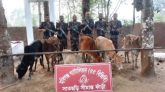 হবিগঞ্জ সীমান্তে ১৮ লাখ টাকার ভারতীয় গরু জব্দ
