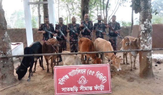 হবিগঞ্জ সীমান্তে ১৮ লাখ টাকার ভারতীয় গরু জব্দ
