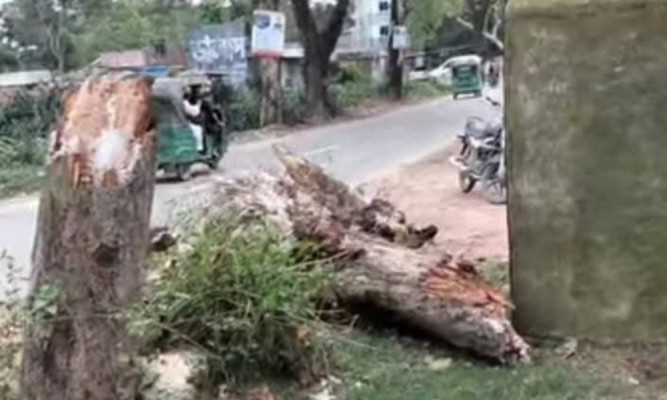 মৌলভীবাজারে চলন্ত অটোরিকশার ওপর গাছ পড়ে নারীর মৃত্যু