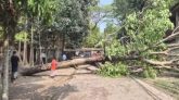 হবিগঞ্জে ঝড়ে গাছাপালা উপড়ে বিদ্যুৎহীন লক্ষাধিক গ্রাহক