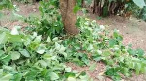 কুলাউড়া ইসাছড়া খাসিয়া পুঞ্জিতে সহস্রাধিক পান গাছ কেটে সাবাড়