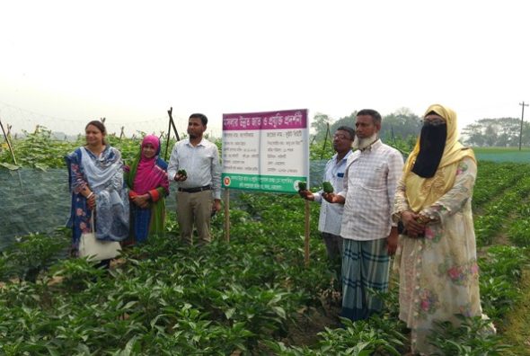 নেত্রকোনায় উন্নত জাতের ক্যাপসিকাম চাষে কৃষকদের আধুনিক প্রযুক্তি ব্যবহারের আহ্বান