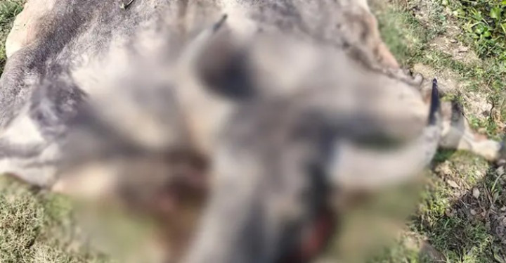 সুনামগঞ্জে মহিষ চুরি করে জবাই, মাংস নিয়ে উধাও চোর