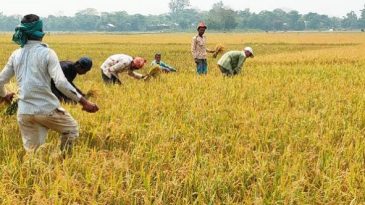 সুনামগঞ্জে আগাম বন্যার শঙ্কা, পাকা ধান দ্রুত কাটার আহ্বান পাউবোর