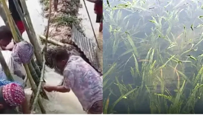 হবিগঞ্জে ২২০০ বিঘা জমির ধান তলিয়েছে, ঝুঁকিতে ৭ হাজার বিঘা