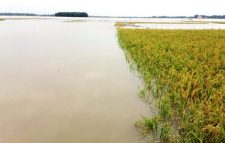 হাওরাঞ্চলে বন্যার আশঙ্কা, কন্ট্রোল রুম খুলেছে পাউবো