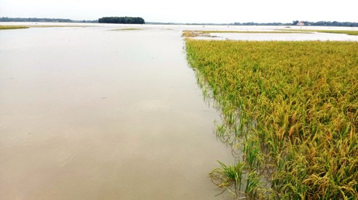 কমলগঞ্জে টানা বৃষ্টি ও পাহাড়ি ঢলে নিমজ্জিত হচ্ছে বোরোধান, কৃষকরা হতাশ