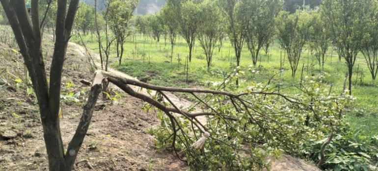 কমলগঞ্জে বাড়িতে লাগানো গাছ কেটে ভিলেজারকে মারধর করলেন বনপ্রহরীরা