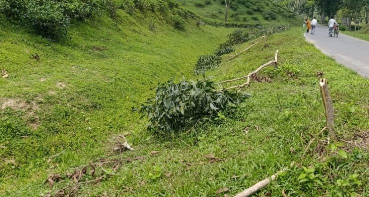 কমলগঞ্জে মিরতিংগা চা বাগানের রাস্তার দুপাশের ছায়াবৃক্ষ কেটে ফেলছে দুর্বৃত্তরা