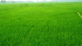 পঞ্চগড়ে দিগন্ত মাঠ জুড়ে সবুজে দোল খাচ্ছে বোরো ধানের ক্ষেত