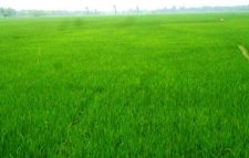 পঞ্চগড়ে দিগন্ত মাঠ জুড়ে সবুজে দোল খাচ্ছে বোরো ধানের ক্ষেত