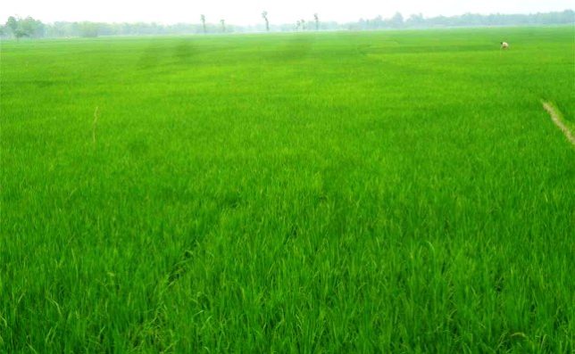 পঞ্চগড়ে দিগন্ত মাঠ জুড়ে সবুজে দোল খাচ্ছে বোরো ধানের ক্ষেত