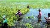 শান্তিগঞ্জে বোরো ধান কর্তনে সহায়তা চেয়েছে কৃষি অফিস