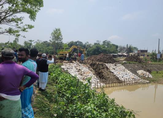 বৃষ্টির পানিতে দেখার হাওরে জলাবদ্ধতা, ডুবছে সোনালী ফসল