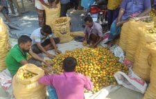 পঞ্চগড়ে সুপারী বাগান করে লাভবান অনেক কৃষক