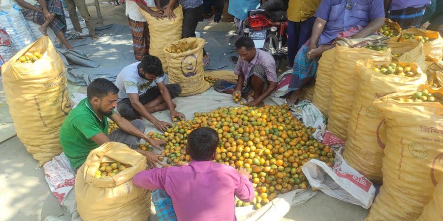 পঞ্চগড়ে সুপারী বাগান করে লাভবান অনেক কৃষক