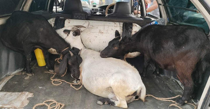 ওসমানীনগরে চুরির ৩টি ছাগলসহ একটি প্রাইভেটকার আটক