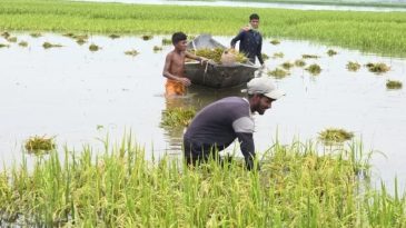 পানিতে তলিয়ে গেছে বোরো ফসল, সুনামগঞ্জে কৃষকদের হাহাকার