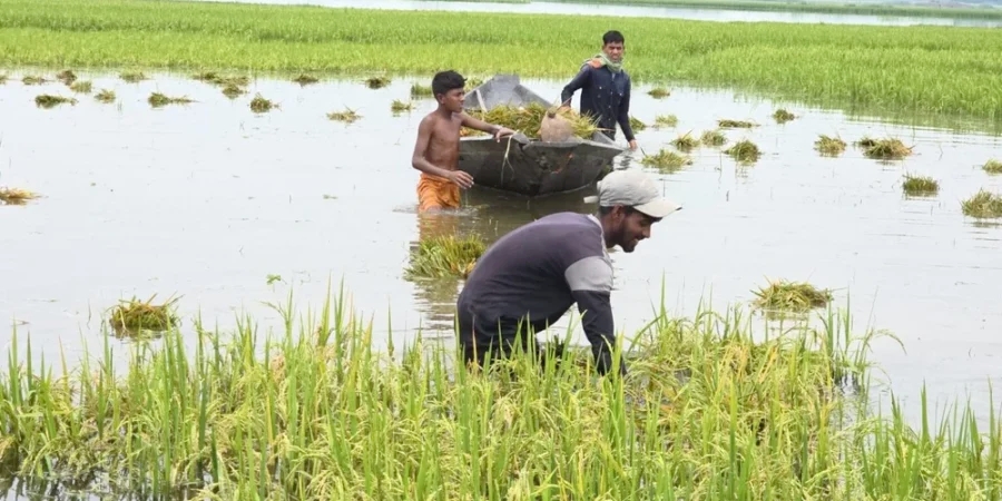 পানিতে তলিয়ে গেছে বোরো ফসল, সুনামগঞ্জে কৃষকদের হাহাকার