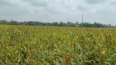 পঞ্চগড় থেকে হারিয়ে যাচ্ছে কাউনের চাষ