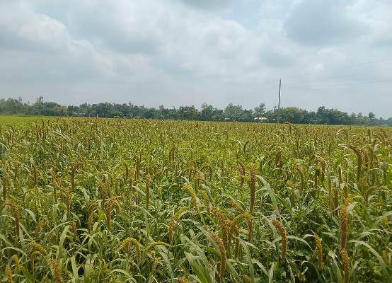 পঞ্চগড় থেকে হারিয়ে যাচ্ছে কাউনের চাষ