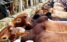 এবারের ঈদে ২২ লাখের বেশি পশু অবিক্রিত