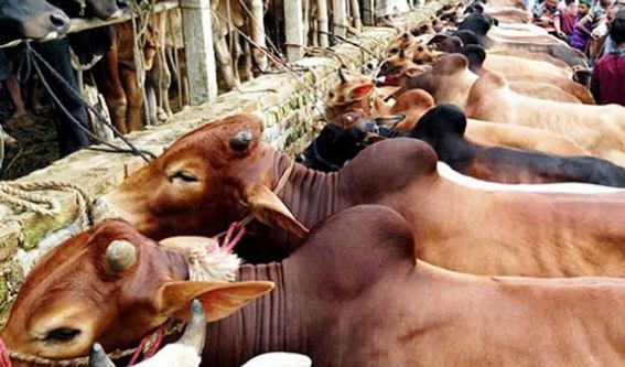 সিলেট নগরীতে বসবে ৫টি অস্থায়ী পশুর হাট, সিসিকের দরপত্র আহ্বান