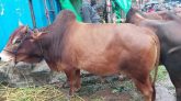সিলেট থেকে ছিনতাই হওয়া ৩টি কুরবানীর গরু ঢাকায় উদ্ধার