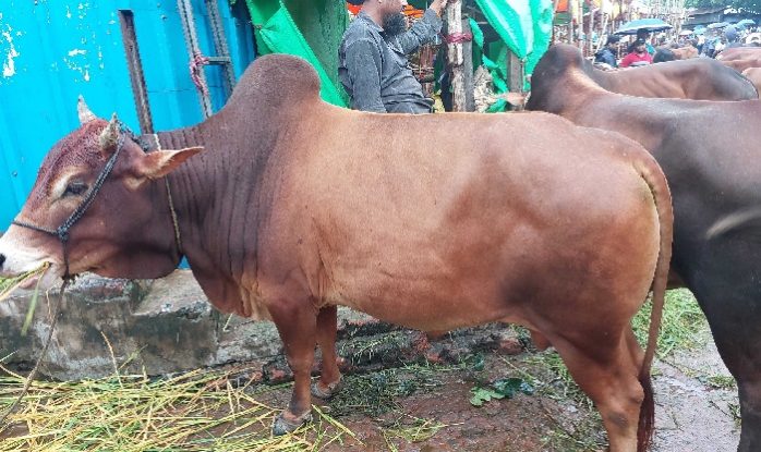 সিলেট থেকে ছিনতাই হওয়া ৩টি কুরবানীর গরু ঢাকায় উদ্ধার