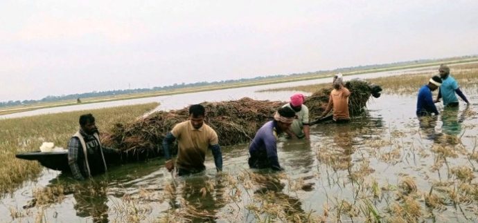 সুনামগঞ্জের শাল্লায় পানির নিচে ৬৬ কোটি টাকার ধান