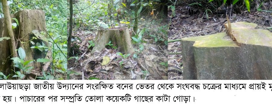 লাউয়াছড়া জাতীয় উদ্যানে গাছ পাচারের অভিযোগ, তদন্তের আশ্বাস ইউএনও’র