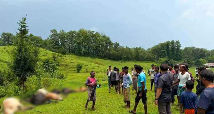 মৌলভীবাজারে বজ্রপাতে ১৪ গরু-মহিষের মৃত্যু