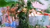 কিশোরীকে ধর্ষণ-হত্যার জেরে আসামিদের বাড়িতে আগুন, নিহত ৩