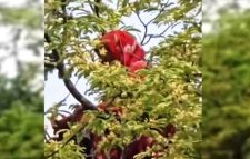 আবারও তেঁতুল গাছের মগডালে সেই নারী