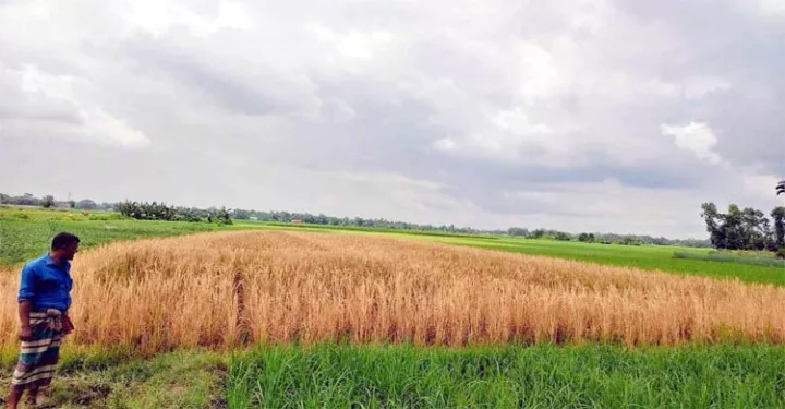কমলগঞ্জে ধান ক্ষেতের সাথে এ কেমন শত্রুতা