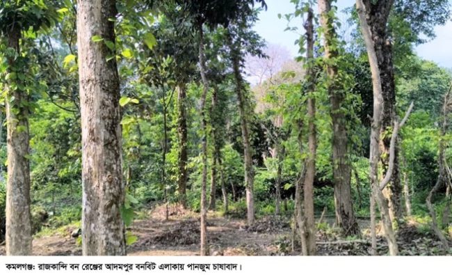 কমলগঞ্জে রাজকান্দি রেঞ্জের বনভূমির লিজ বাণিজ্য ও পান চাষের অভিযোগ