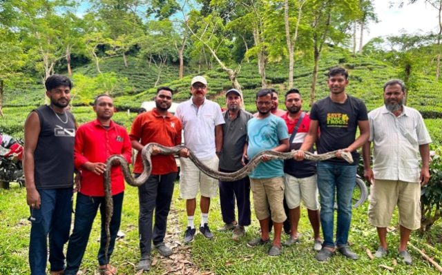 কমলগঞ্জের ফুলবাড়ি চা বাগান থেকে ১৭ ফুট লম্বা অজগর উদ্ধার