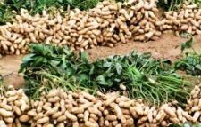 পঞ্চগড়ে গ্রামীণ অর্থনীতির নতুন সম্ভাবনা : বাদাম চাষে কৃষকের মুখে হাসি