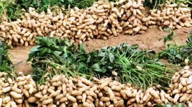 পঞ্চগড়ে গ্রামীণ অর্থনীতির নতুন সম্ভাবনা : বাদাম চাষে কৃষকের মুখে হাসি