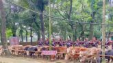 সুনামগঞ্জে ২৮টি ভারতীয় চোরাচালানি গরু জব্দ