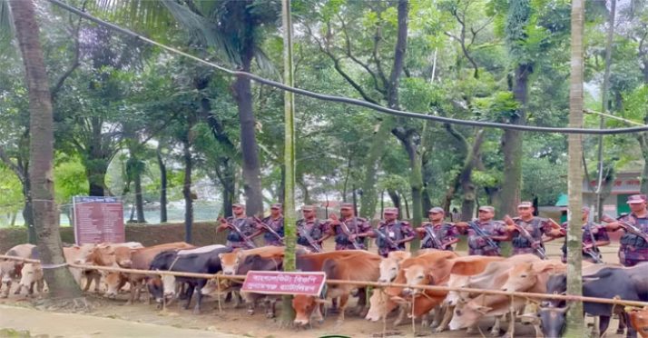 সুনামগঞ্জে ২৮টি ভারতীয় চোরাচালানি গরু জব্দ