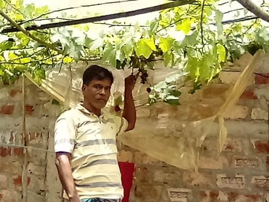ছাতকে ইউটিউব দেখে প্রবাসফেরত তরুণের আঙুর চাষে বাজিমাত