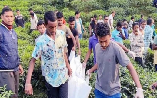 রাজনগরে বিয়ের এক মাস পর চা বাগানে স্বামী-স্ত্রীর ঝুলন্ত মরদেহ