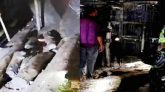 গোয়াইনঘাট-সালুটিকর সড়কে গাছ ফেলে ডাকাতির চেষ্টা