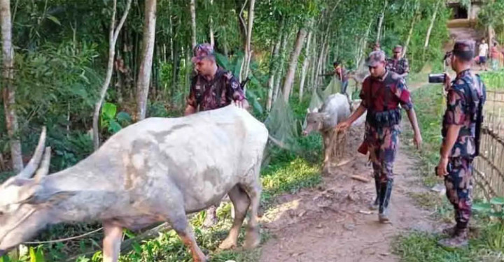 বড়লেখায় চোরাই মহিষকাণ্ডে ৩ জনের বিরুদ্ধে মামলা