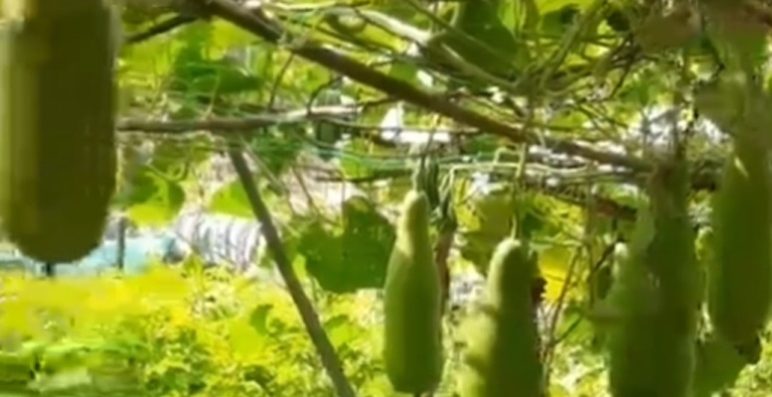 পরিত্যক্ত জমিতে লাউ চাষে সাফল্য, বিষমুক্ত সবজিতে হাসি ফুটেছে কৃষক ফারুকের মুখে